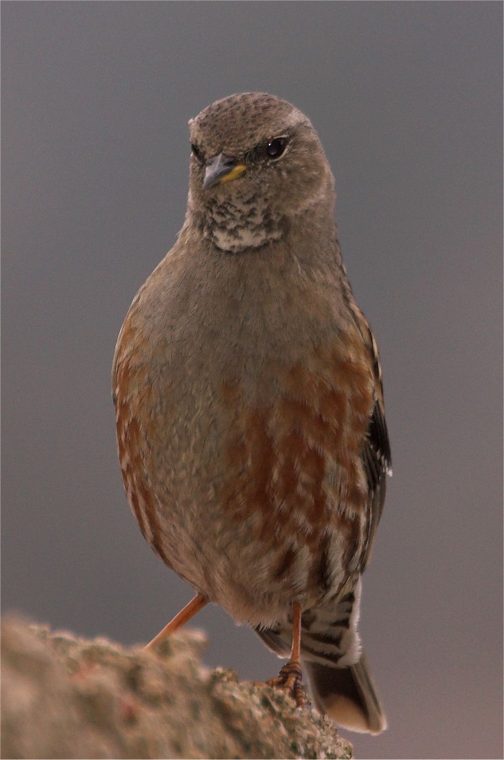 Sordone - Prunella collaris